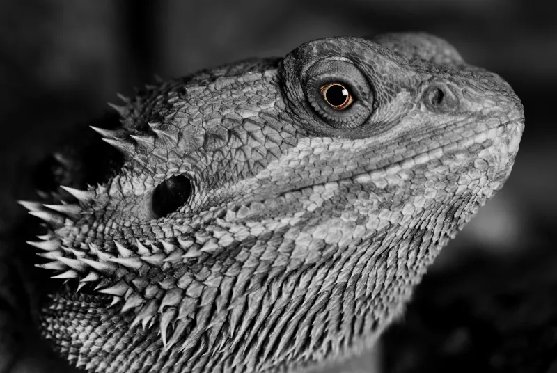 Lizard Reptile Monochrome 4k Wallpaper