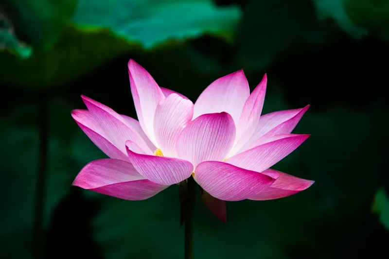 Lotus Flower 4k Wallpaper