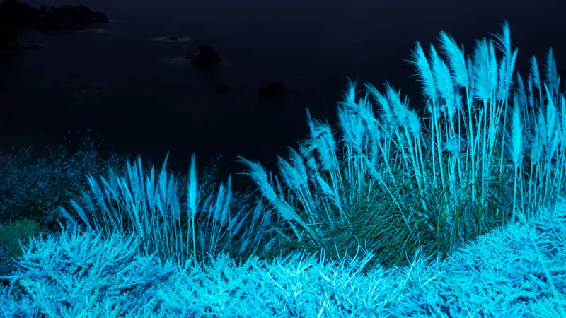 Night Grass 5k Wallpaper