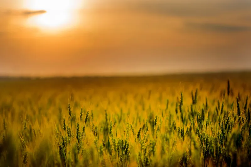 Yellow Green Field During Sunset 4k Wallpaper