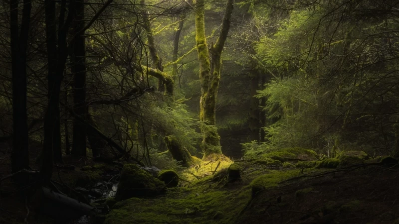 Forest Fog Trees Branches Moss 4K HD Wallpaper