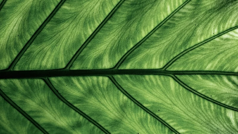 Leaf Macro 4K 5K HD Wallpaper