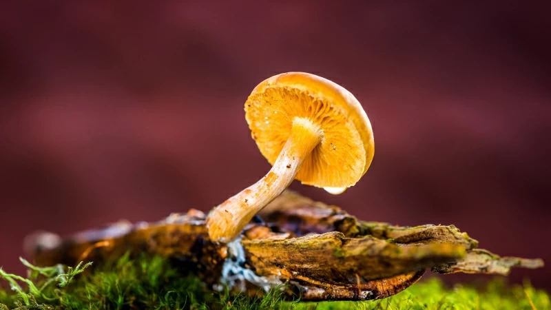 Mushroom 4K HD Wallpaper