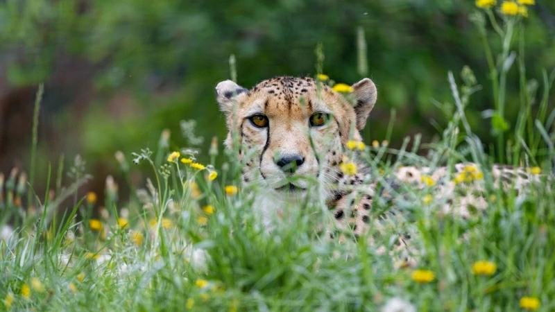 Cheetah Big Cat Glance Predator 4K HD Wallpaper