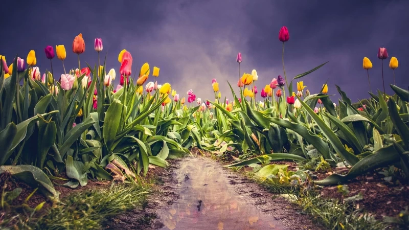 Earth Tulip 4K HD Wallpaper