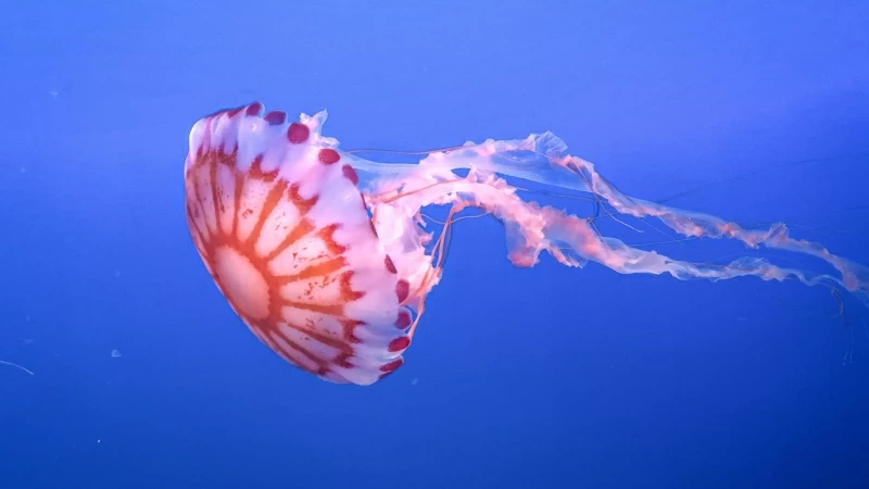 Jellyfish Tentacle Beautiful Underwater World 4K HD Wallpaper