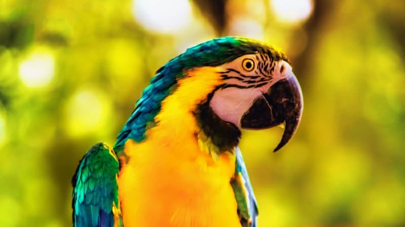 Macaw Parrot Bird Bright Branch 4K HD Wallpaper