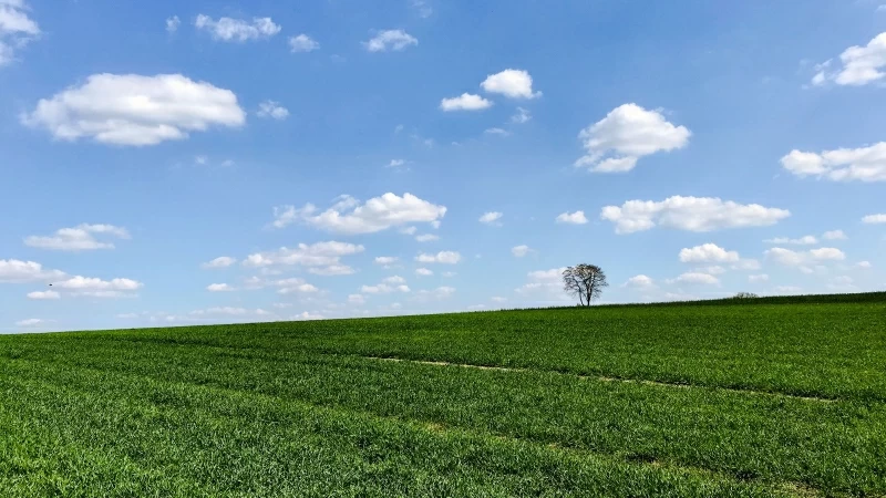 Slope Tree Grass Horizon Sky 4K HD Wallpaper