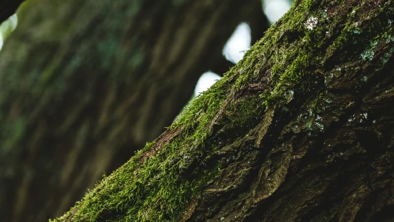 Tree Bark Moss Focus Wallpaper Background 4K HD Wallpaper