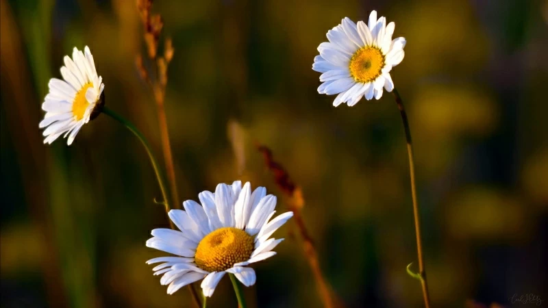 Chamomile HD Wallpaper