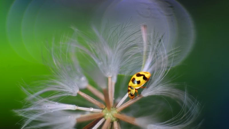 Animal Ladybug HD Wallpaper