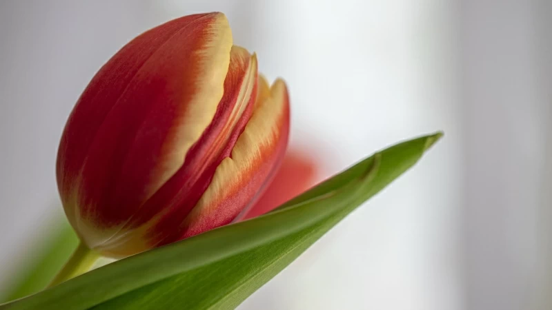 Earth Tulip 4K HD Wallpaper