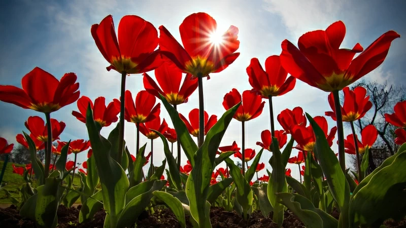 Tulip Flower HD Wallpaper