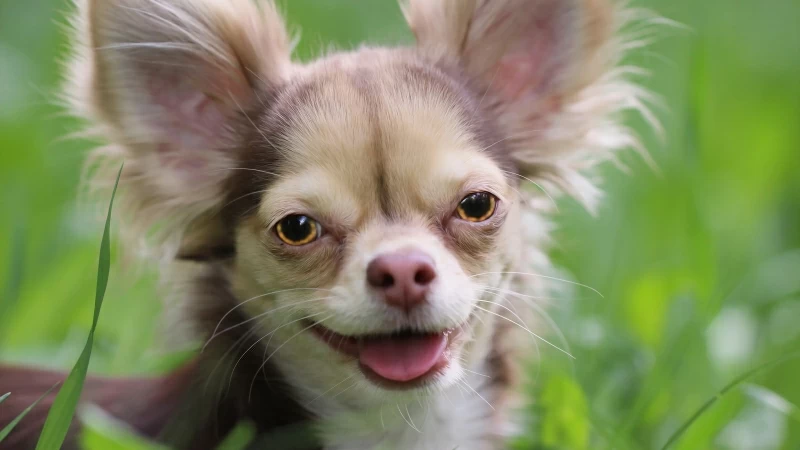 Animal Chihuahua HD Wallpaper