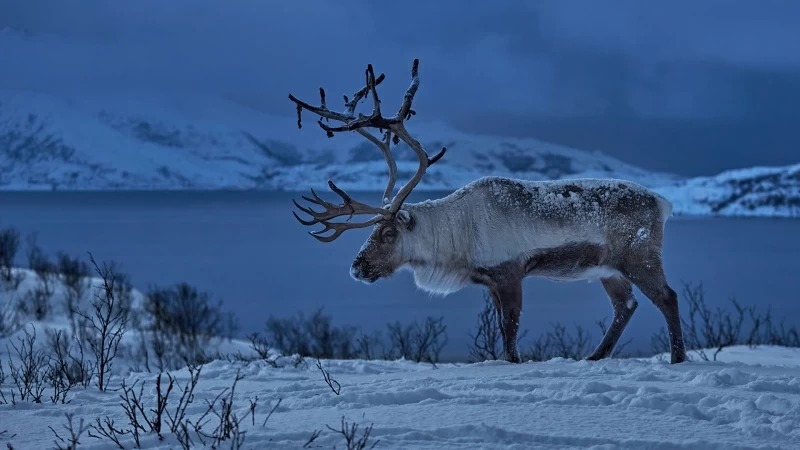 Animal Reindeer HD Wallpaper