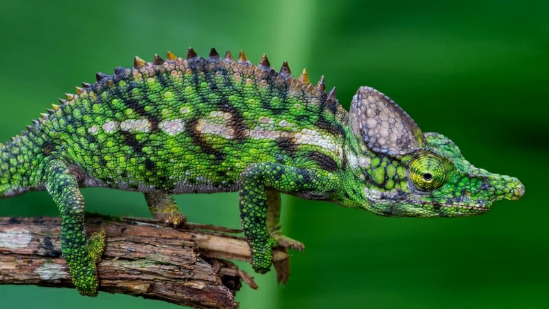 Animal Chameleon Forest 4K HD Wallpaper