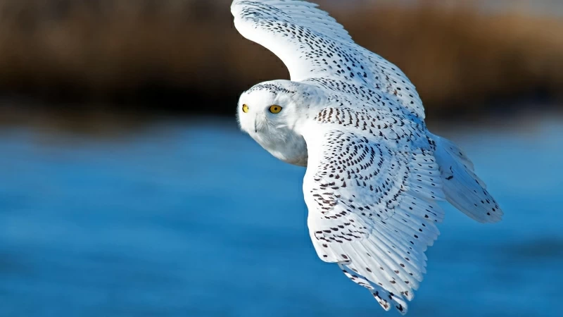 Animal Snowy Owl Fly HD Wallpaper