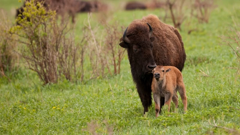 Animal American Bison 4K HD Wallpaper