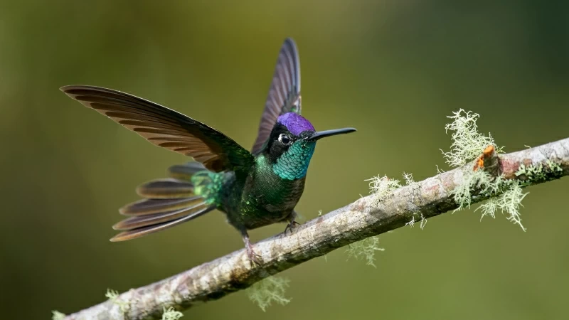 Animal Hummingbird 4K HD Wallpaper