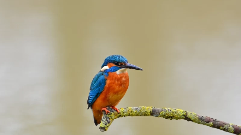 Blue And Red Kingfisher Bird On Branch 4K HD Wallpaper