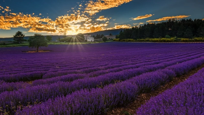 Green Trees Between Lavender Field Under Sunset 4K 5K HD Wallpaper