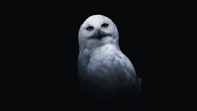 Snowy Owl With Black Background 4K 5K HD Wallpaper