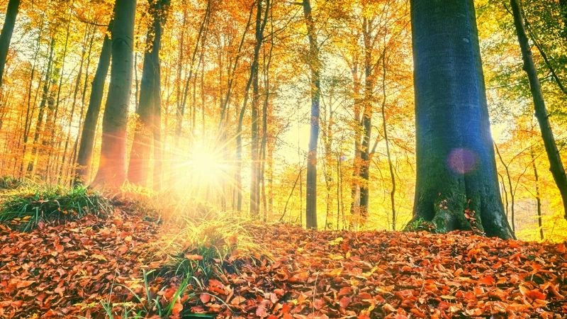 Sunlight Passing Through Green Leaf Trees HD Wallpaper