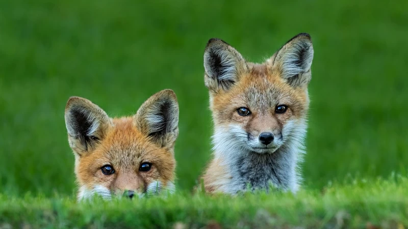 Animal Cute Fox HD Wallpaper