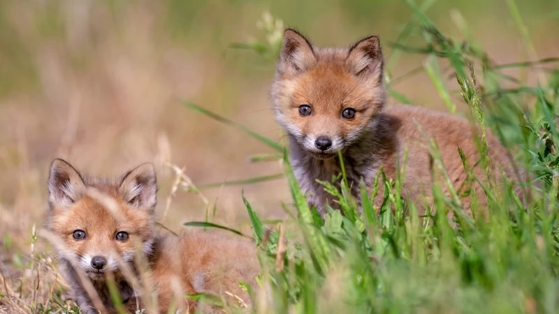 Animal  Forest Fox 4K HD Wallpaper