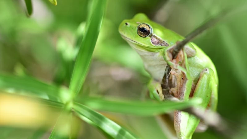 Animal Frog 4K HD Wallpaper