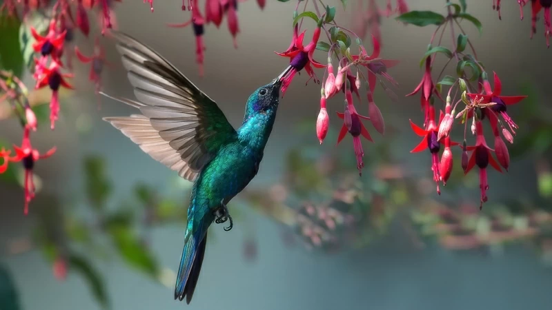 Animal Hummingbird 4K HD Wallpaper