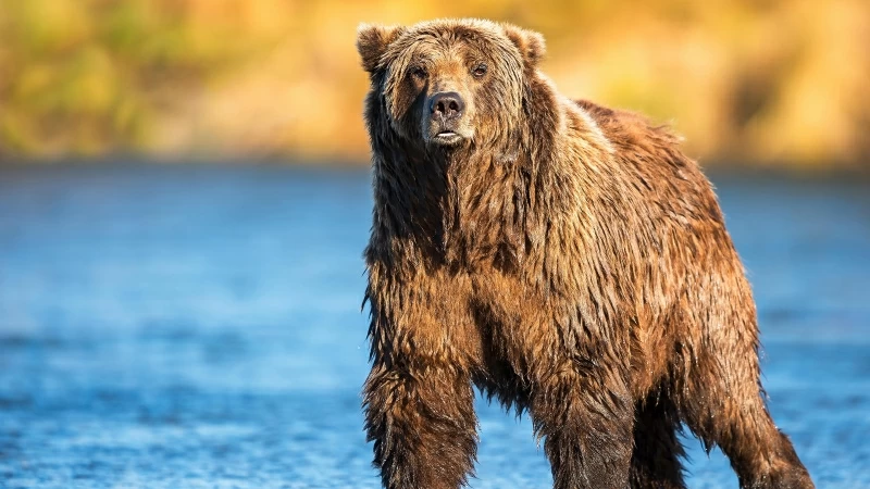 Animal Wet Bear 4K HD Wallpaper