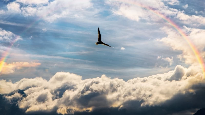 Bird Fly Between Clouds Under Rainbow During Daytime 4K 5K HD Wallpaper