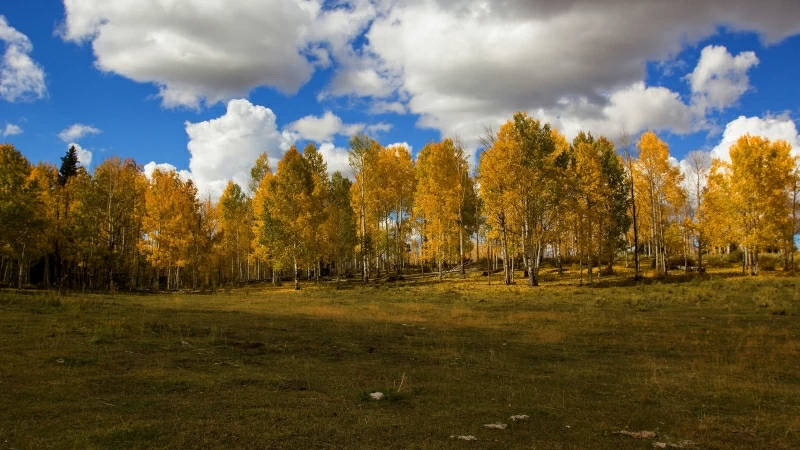 Green Fields Trees Under White Sky During Daytime HD Wallpaper