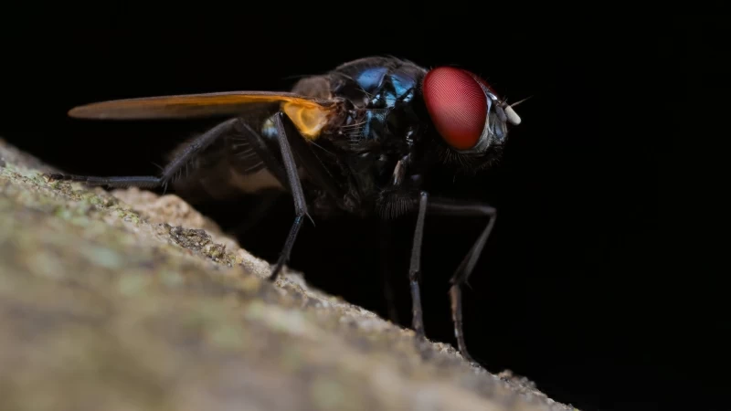 Animal Fly 4K HD Animals Wallpaper