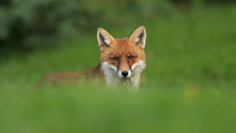 Animal Fox Blur HD Animals Wallpaper