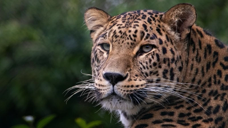 Animal Leopard 4K HD Animals Wallpaper