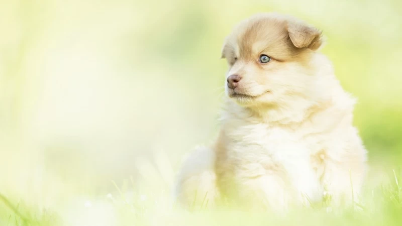 Animal Puppy 4K 5K HD Animals Wallpaper