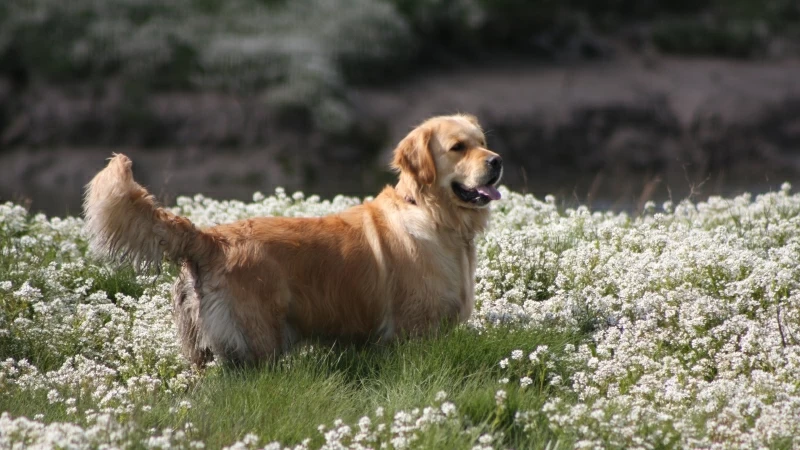 Golden Retriever 4K HD Animals Wallpaper