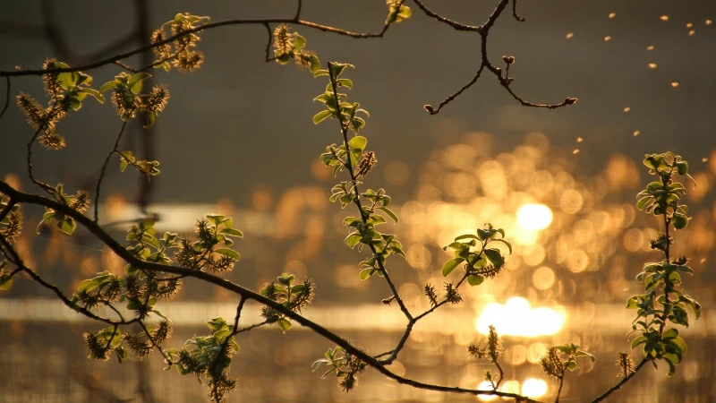 Green Leaf Plant Branch With Blur Background 4K HD Nature Wallpaper