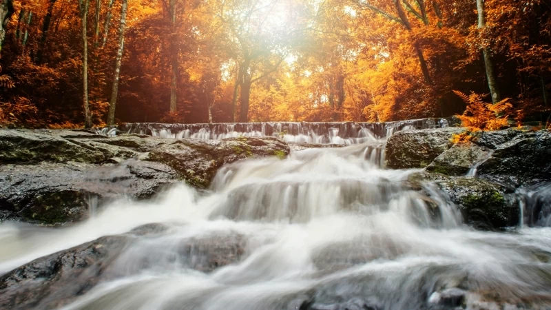 Sunlight Passing Through Yellow Leaves Under Waterfall HD Nature Wallpaper