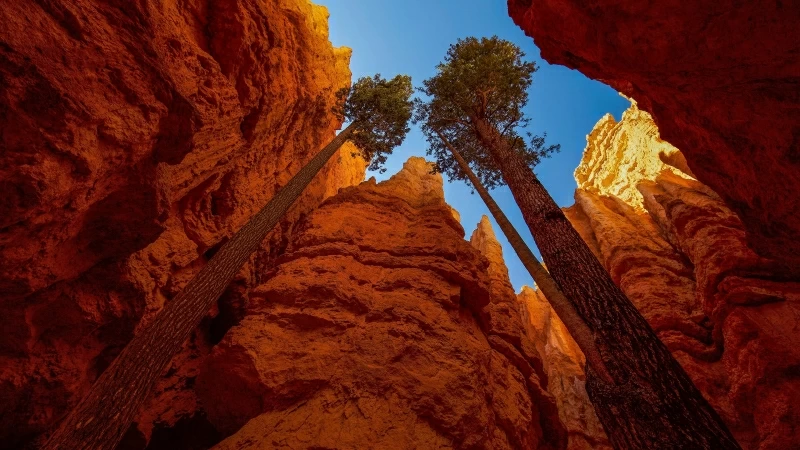 Tall Trees Between Bryce Canyon National Park 4K HD Nature Wallpaper