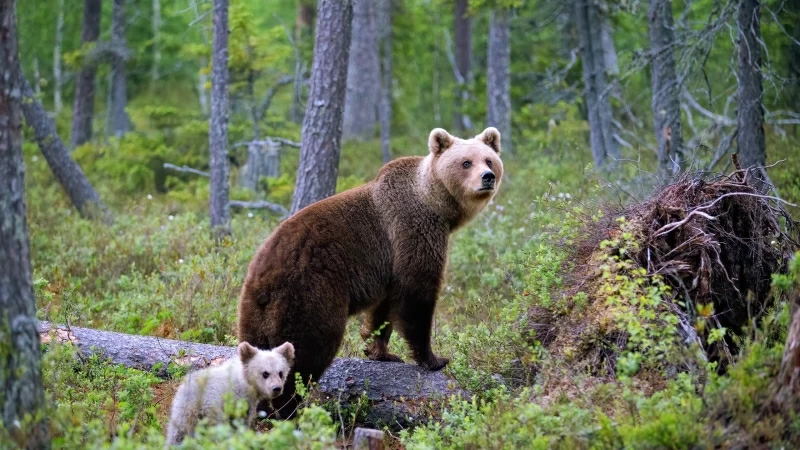 Animal Bear With Cub HD Animals Wallpaper