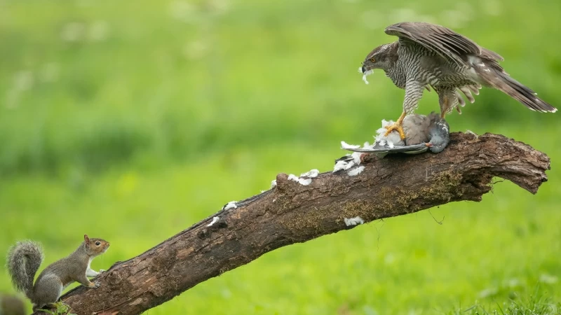 Animal Falcon 4K 5K HD Animals Wallpaper