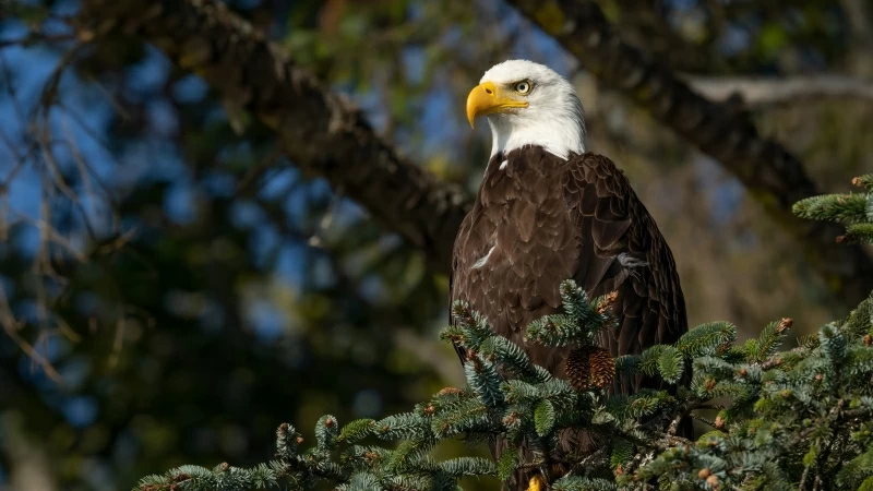 Bald Eagle 4K 5K HD Animals Wallpaper