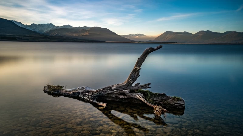 Dry Tree In Lake In Front OF Brown Mountain Under Blue Sky During Daytime Earth Lake 4K HD Nature Wallpaper