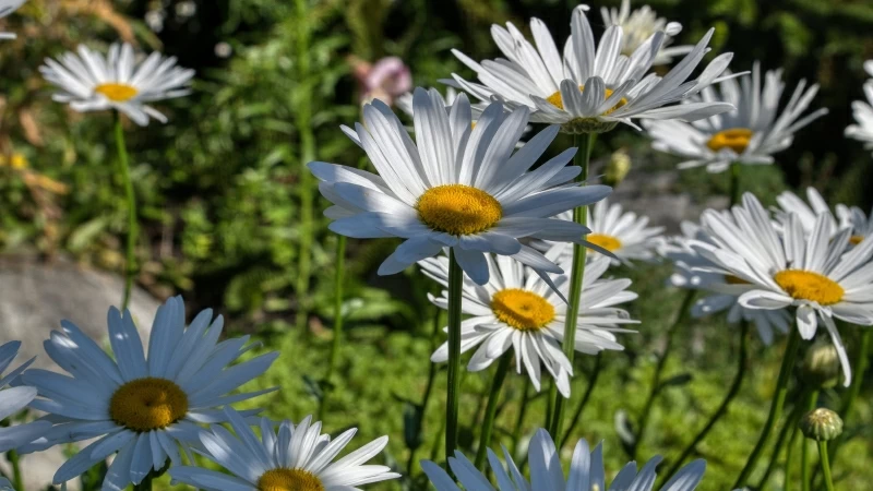 Earth Chamomile 4K HD Flowers Wallpaper