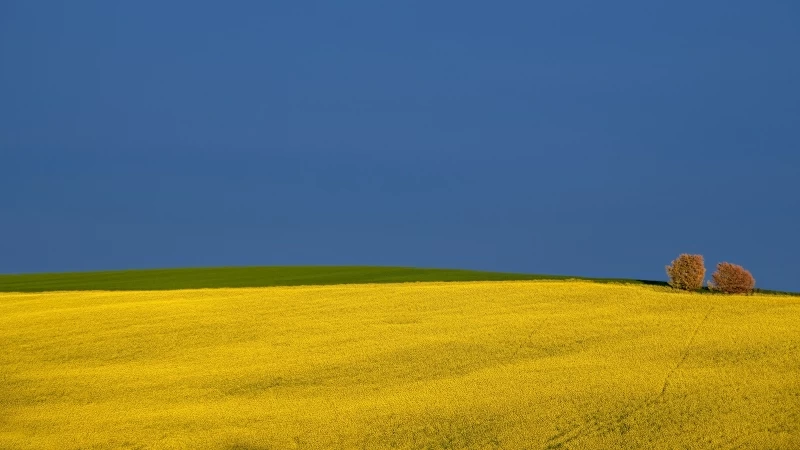 Earth Rapeseed Field With Two Green Trees Under Blue Sky During Daytime 4K 5K HD Nature Wallpaper