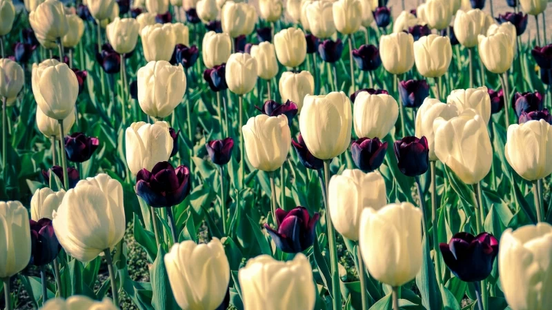 Earth Tulip 4K HD Flowers Wallpaper