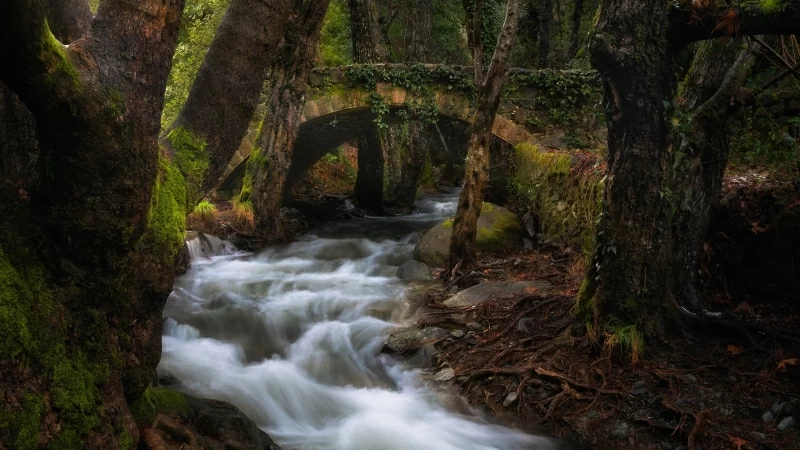 Green Trees Covered Man Made Bridge With Waterfall In Forest 4K 5K HD Nature Wallpaper